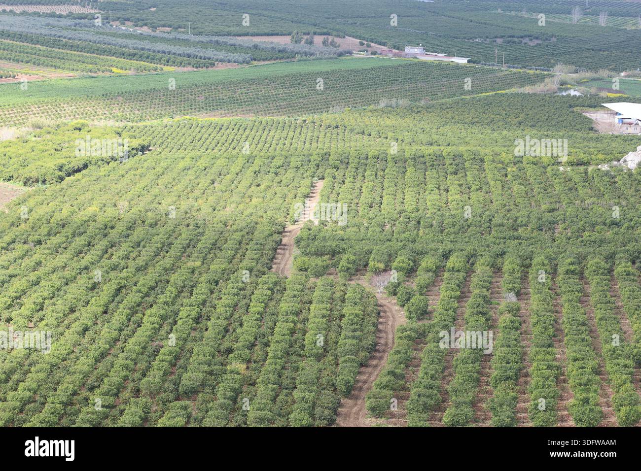 Vista aerea dell'ampio frutteto di agrumi con file geometriche di alberi in un paesaggio rurale agricolo Foto Stock