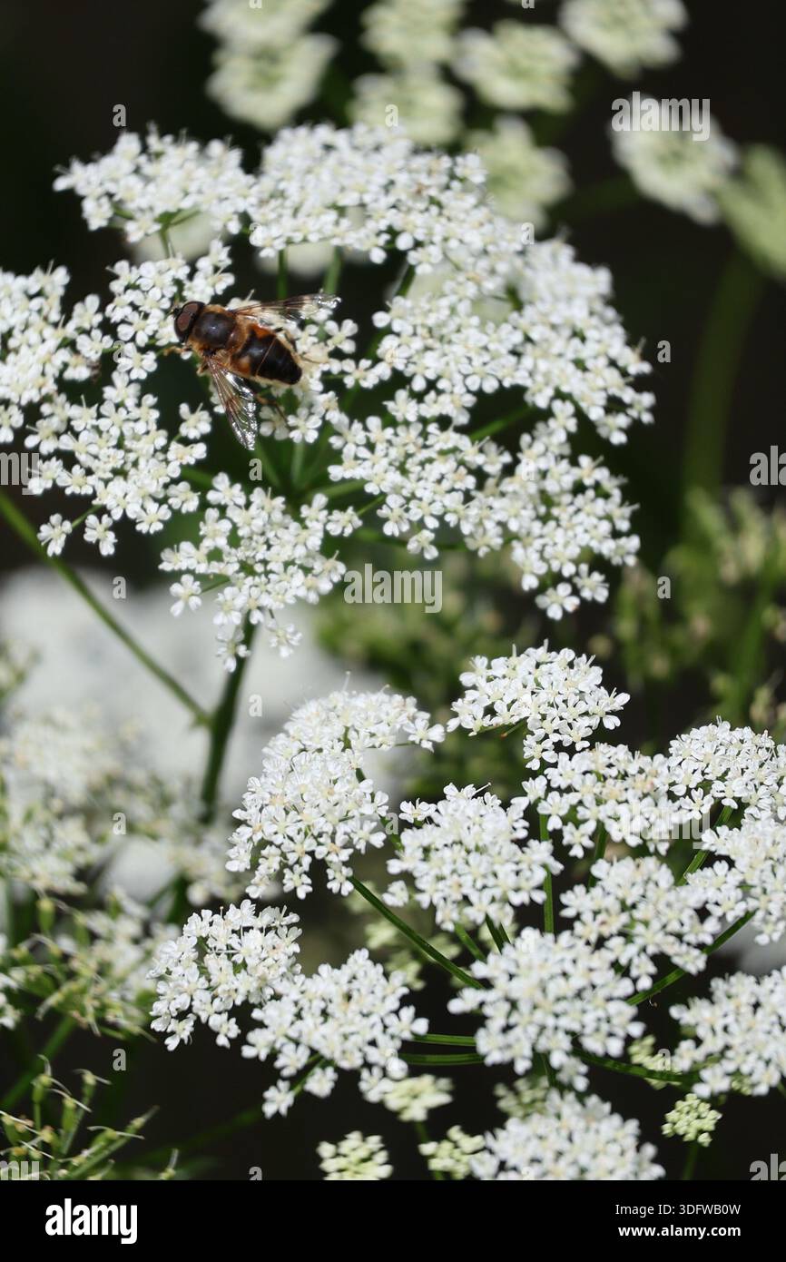 Un hoverfly europeo trae il nettare voracemente da un Laceflower Foto Stock