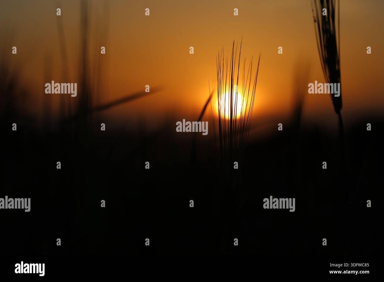 Orecchie di grano sagomate contro un tramonto dorato in un campo Foto Stock