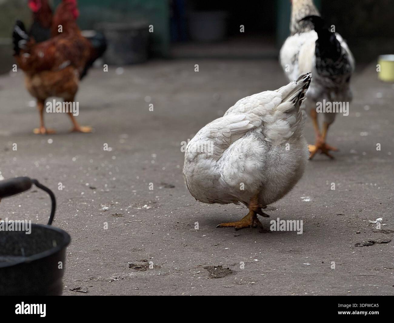Affascinanti polli da cortile che vagano su un terreno di campagna Foto Stock