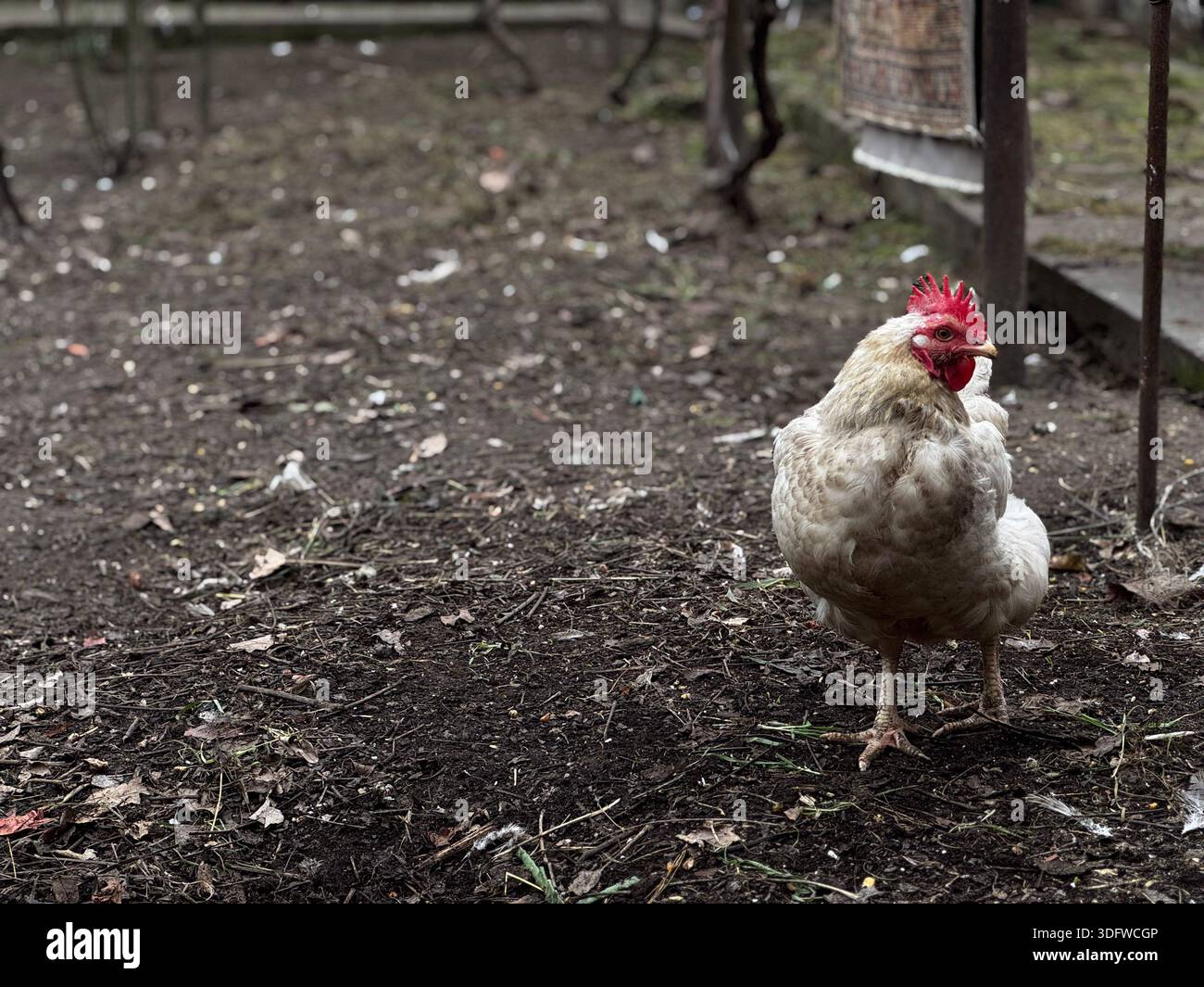 Giocoso pollo che gira in un ambiente rustico di fattoria Foto Stock