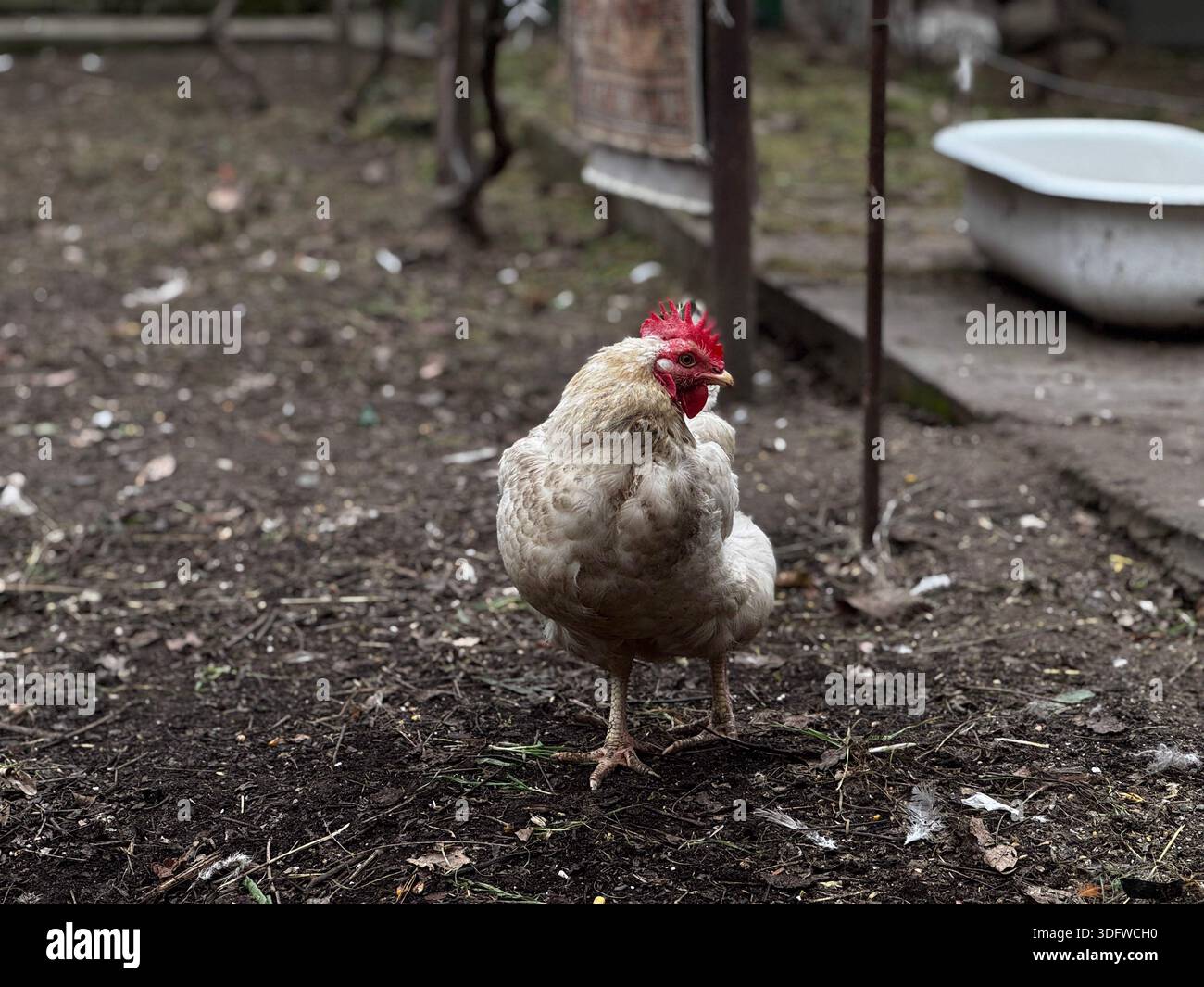Affascinante White Hen in un ambiente rustico Foto Stock