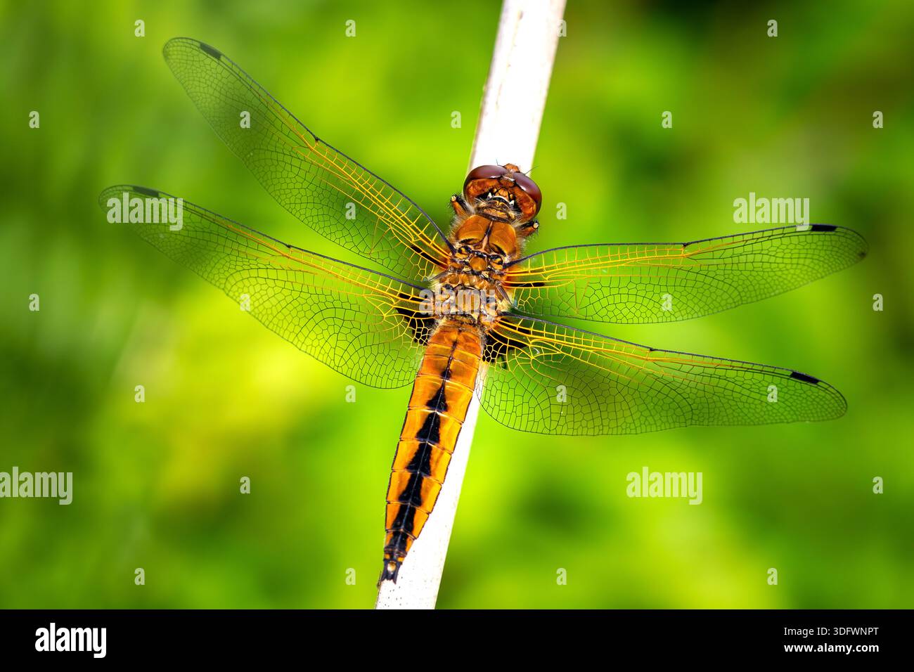 Il raro cacciatore (Libellula fulva) è una specie di libellula. Foto Stock