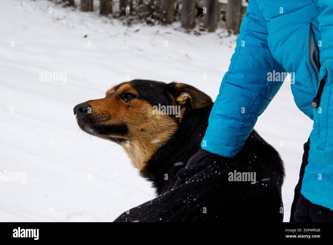 Ritratto di un bel cane nero e rosso, un cane di mezza razza, in natura, l'aspetto di un cane. Il pastore tedesco sorride al fatto che sia in via di sviluppo Foto Stock