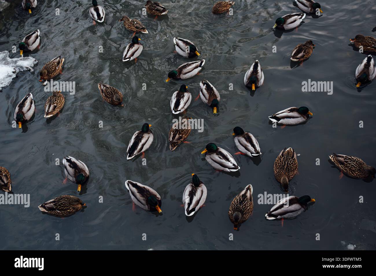 Anatre in un ambiente urbano. Diverse anatre nuotano sull'acqua Foto Stock