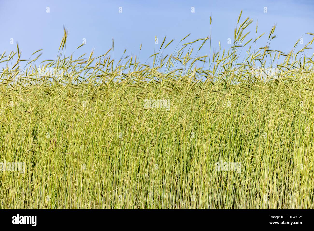 sezione di erba verde densa contro un cielo azzurro pallido Foto Stock