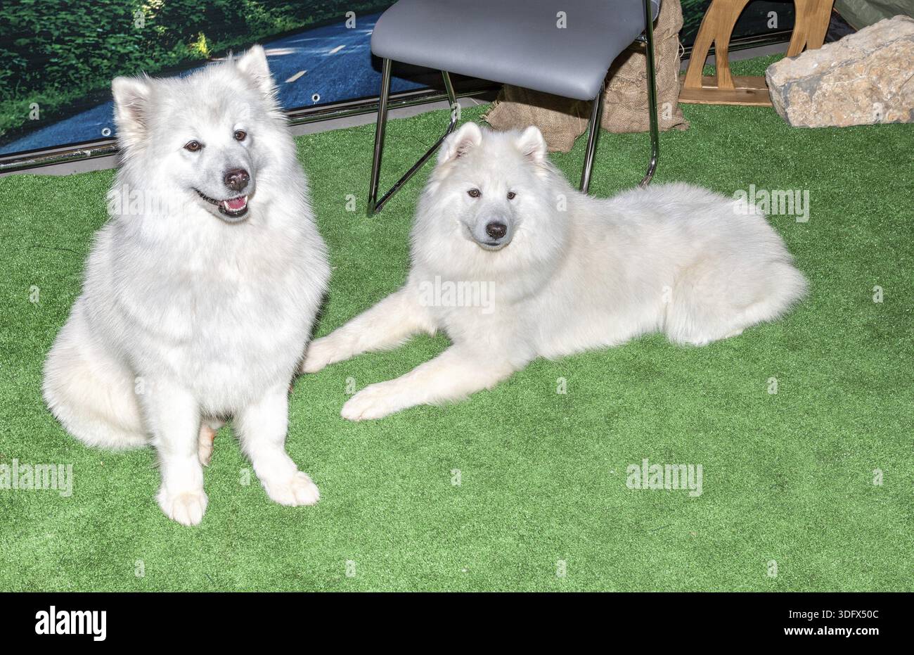 Due bianchi Samoiedo cani. Samoyeds originariamente utilizzate per la caccia, imbrancandosi di renne, e trasporto di slitte in Siberia Foto Stock