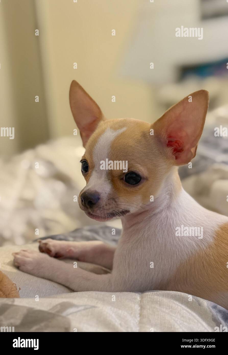 Adorabile cucciolo di chihuahua che si rilassa sul letto accanto al colorato giocattolo di peluche del gelato Foto Stock