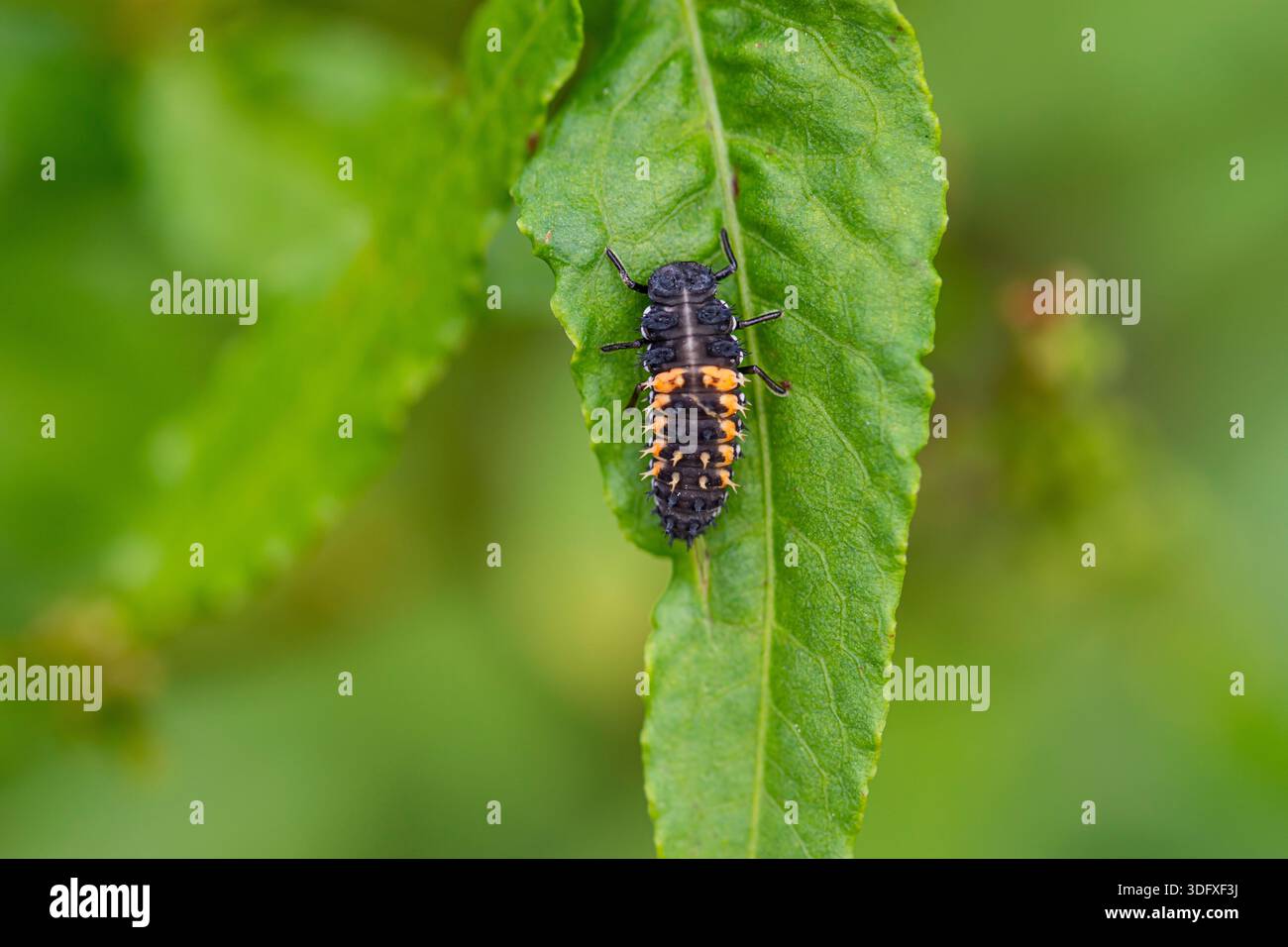 Larve di uccelli di Harlequin Lady, Harmonia axyridis, scarabeo di signora asiatica in un giardino a riposo su una foglia, voraci mangiatori di afidi, arancio e nero con spine, Co Foto Stock