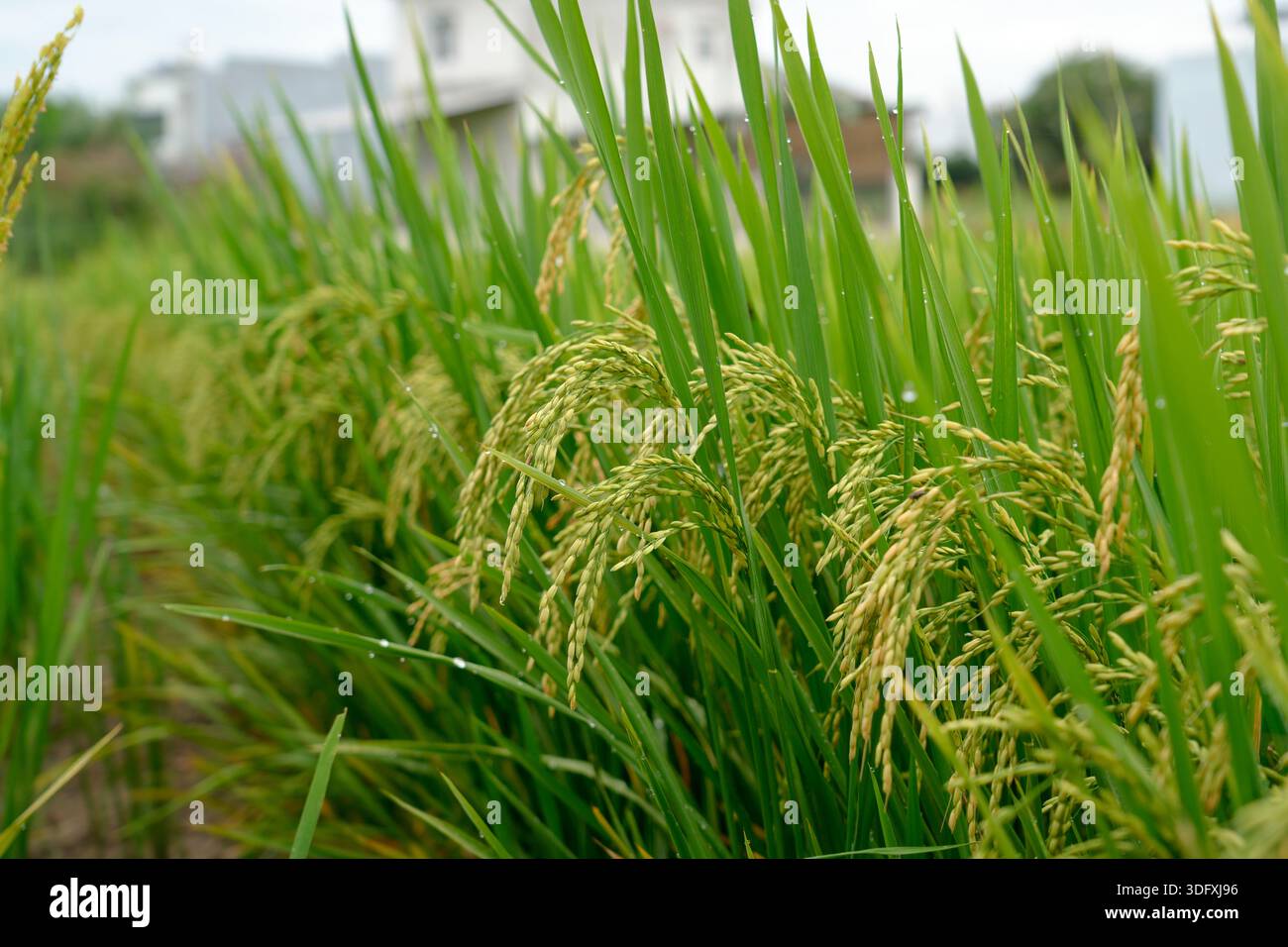 Campi di riso verdi, campi di riso ravvicinati, campi di riso verdi con erba alta, campi di riso in Asia. Foto Stock