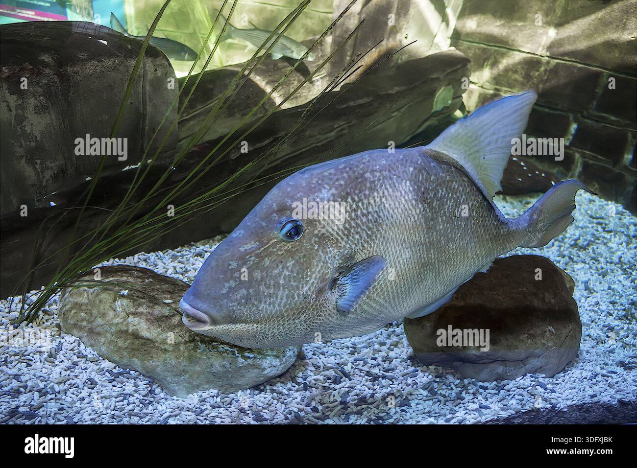 Gray Parrot pesce (Scarus vetula) REGNO UNITO Foto Stock