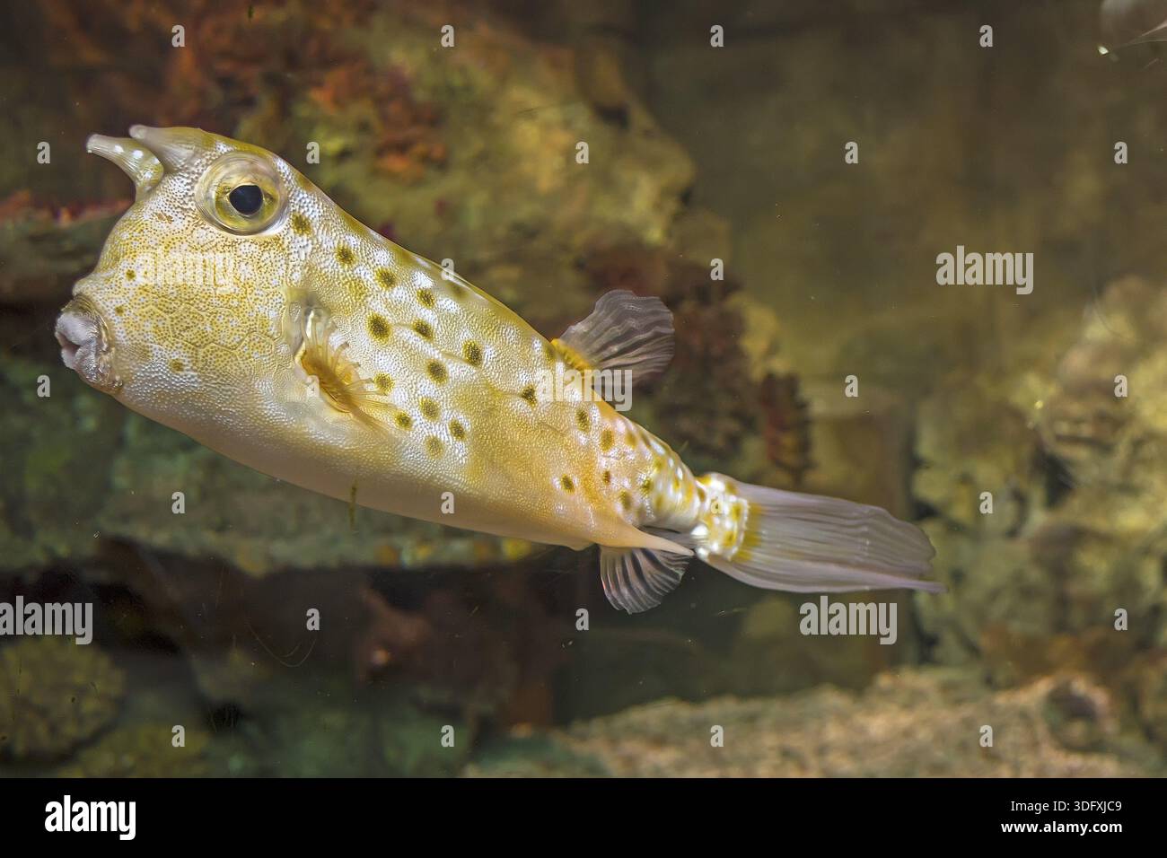 Longhorn Cowfish (Lactoria cornuta) REGNO UNITO Foto Stock