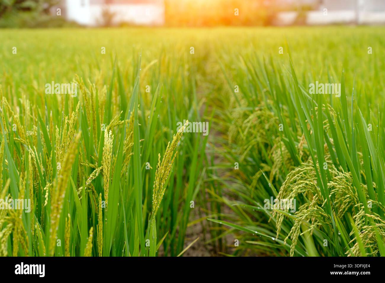 Grani di riso dorato maturano nel lussureggiante campo di Paddy verde sotto la luce del sole. Foto Stock