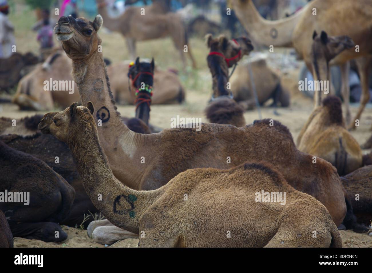 Pushkar, India - 30 ottobre 2017: Uno dei più grandi mercati di bestiame si stabilisce a Puskar ogni anno. È anche conosciuta come Pushkar Camel Fair o Pushka Foto Stock