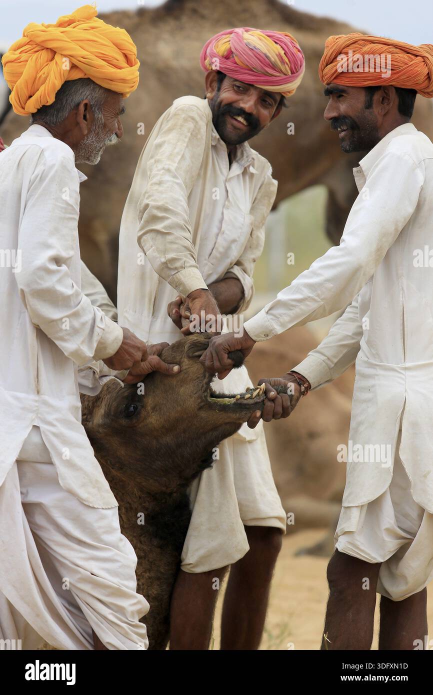 Pushkar, India - 30 ottobre 2017: Uno dei più grandi mercati di bestiame si stabilisce a Puskar ogni anno. È anche conosciuta come Pushkar Camel Fair o Pushka Foto Stock