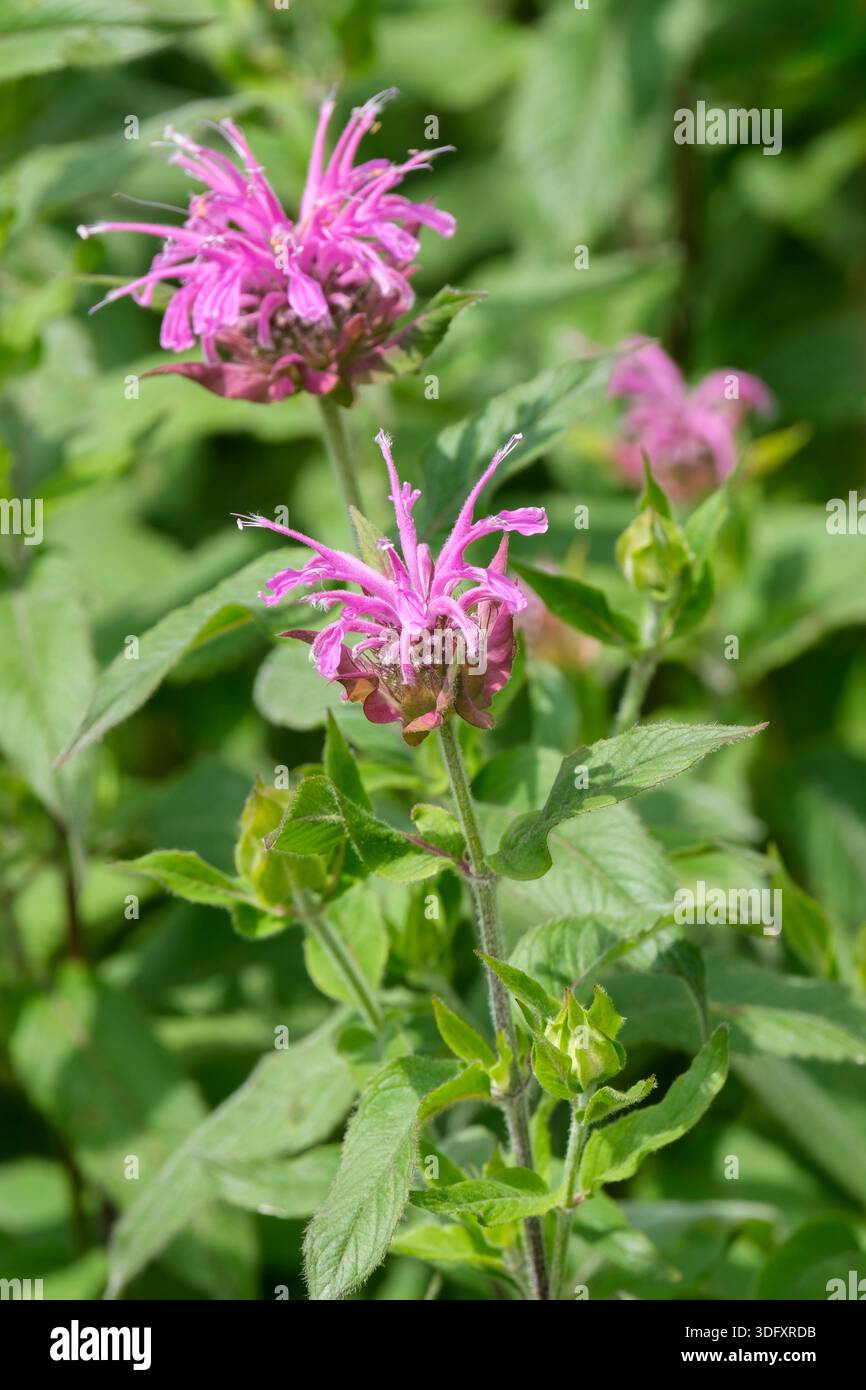 Monarda Elsie's Lavender, bergamotto Elsie's Lavender, fiori di lavanda pallida costituiti da fiori tubulari, Foto Stock