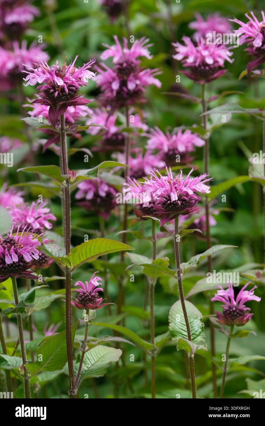 Monarda Elsie's Lavender, bergamotto Elsie's Lavender, fiori di lavanda pallida costituiti da fiori tubulari, Foto Stock