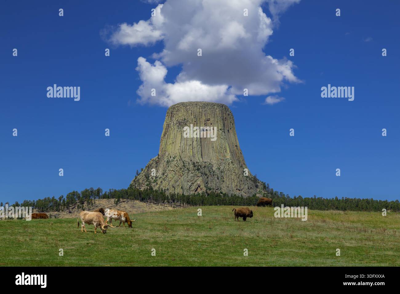 Devil's Tower, Wyoming Foto Stock