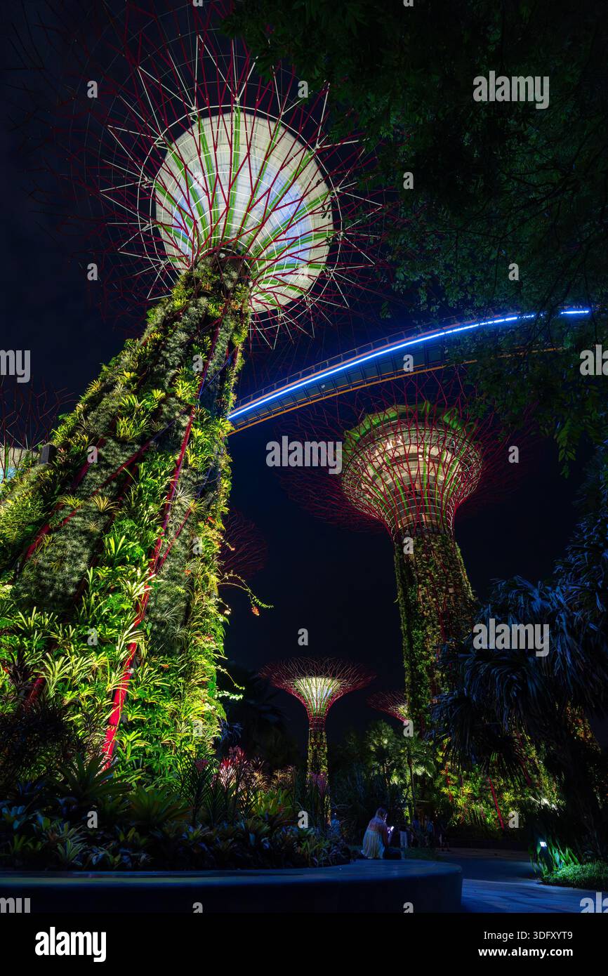 Supertree Grove, superalberi illuminati che torreggiano sui Giardini della Baia / GBTB, parco urbano della città di Singapore di notte Foto Stock