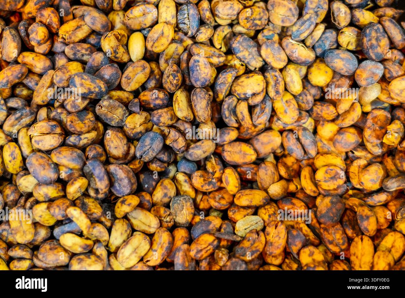 Chicco di caffè verde fresco non tostato crudo. Foto Stock