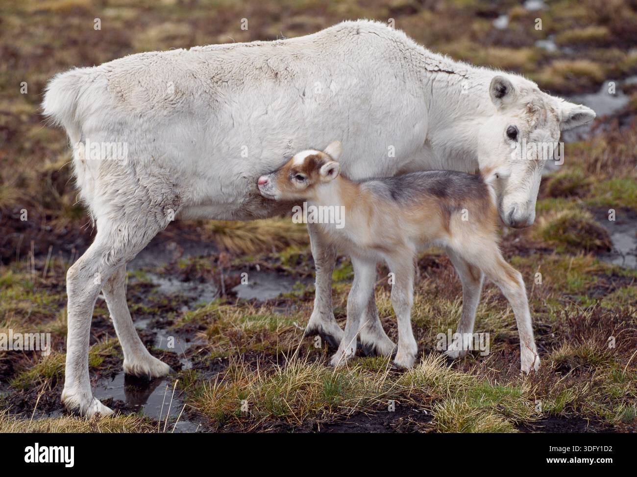 Renna (Rangifer tarandus) mucca di renna con vitello a tarda primavera, reintrodotto il Cairngorm Reindeer Herd, Cairngorm National Park, Speyside, Scozia, Foto Stock
