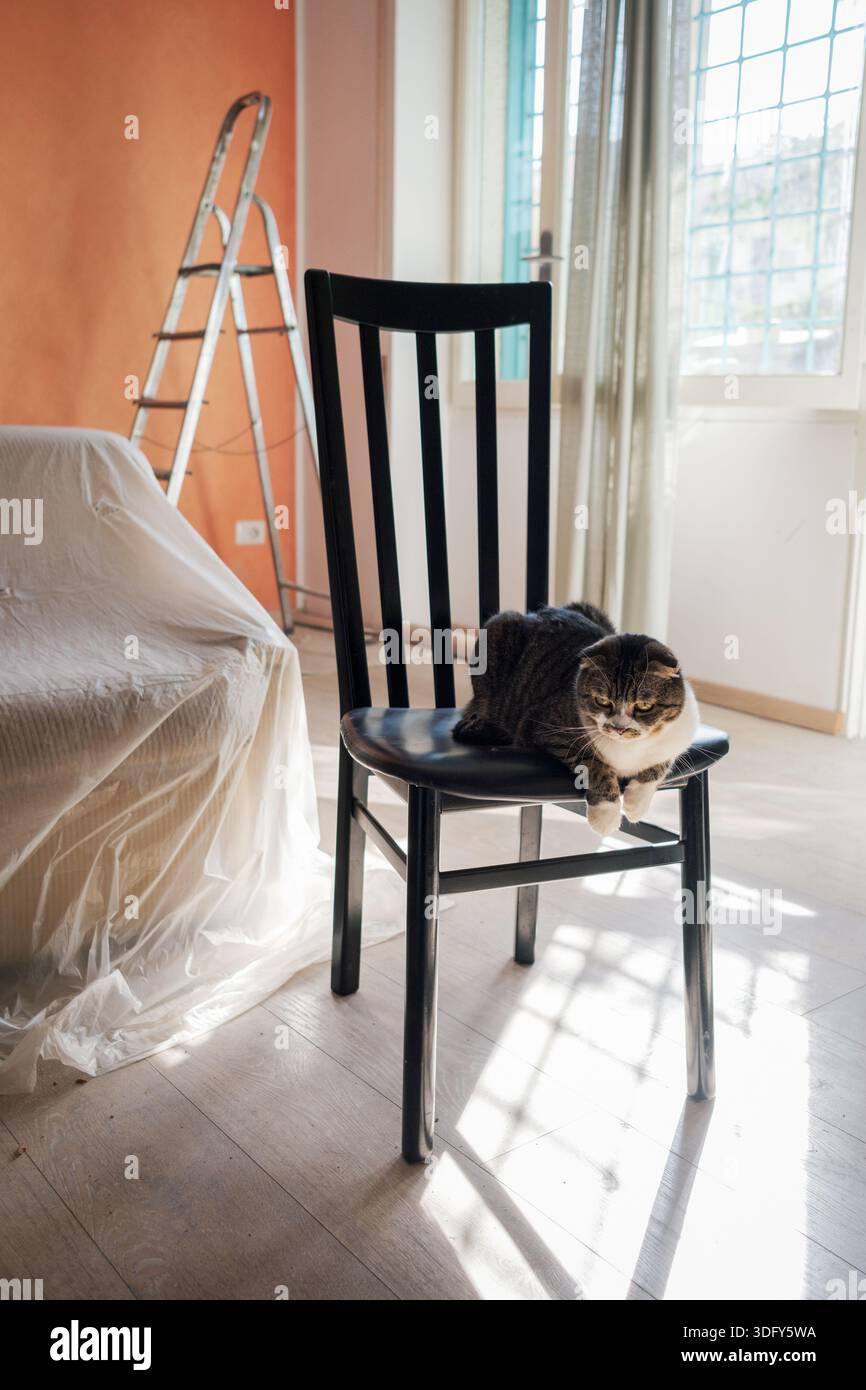un gatto cte seduto su una sedia in una camera in fase di ristrutturazione Foto Stock