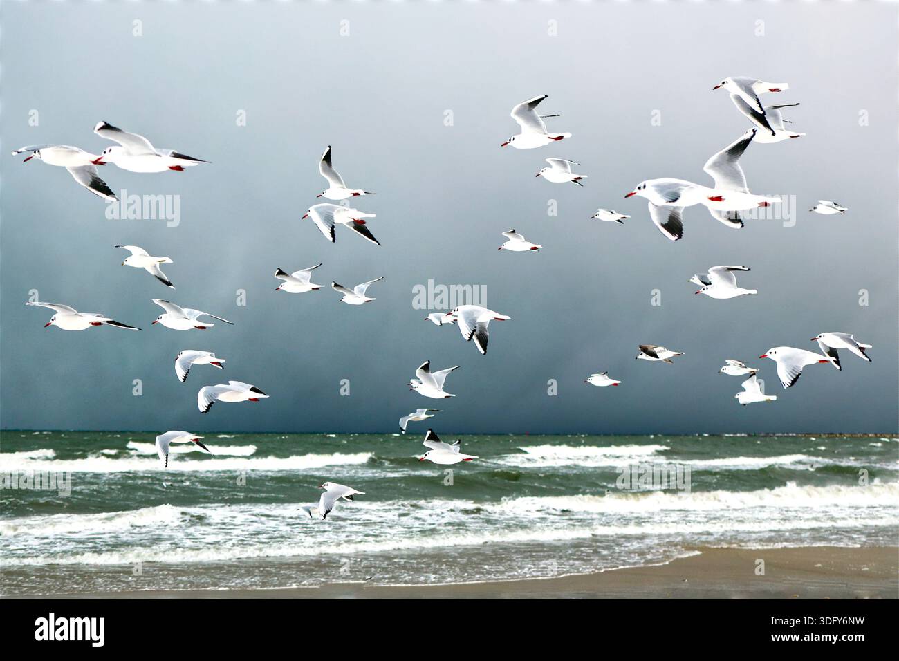 Gabbiani che si innalzano su un mare instabile Foto Stock