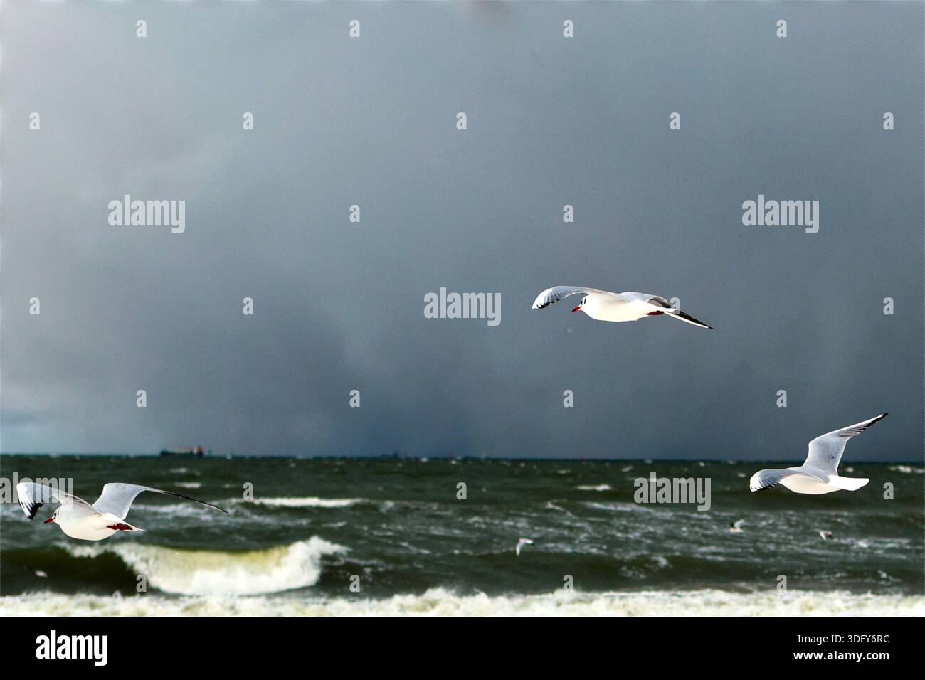 Gabbiani che si innalzano su un mare instabile Foto Stock
