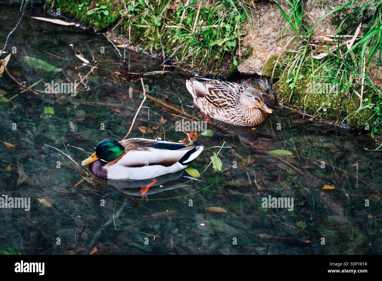 Coppia di anatre domestiche che si rilassano nel canale poco profondo circondato da foglie verdi naturali Foto Stock