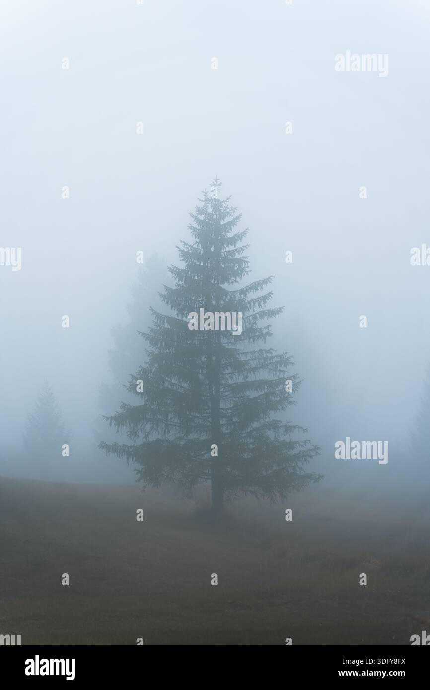 Un pino singolo che si trova nella foresta su un prato tranquillo durante la mattina nebbiosa Foto Stock