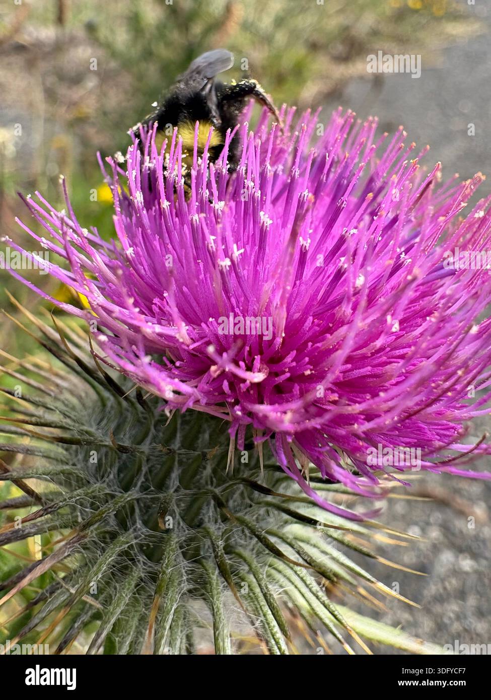 Camminate attraverso le montagne con campi di fiori selvatici tra le nuvole - Immagine stock catturata con smartphone