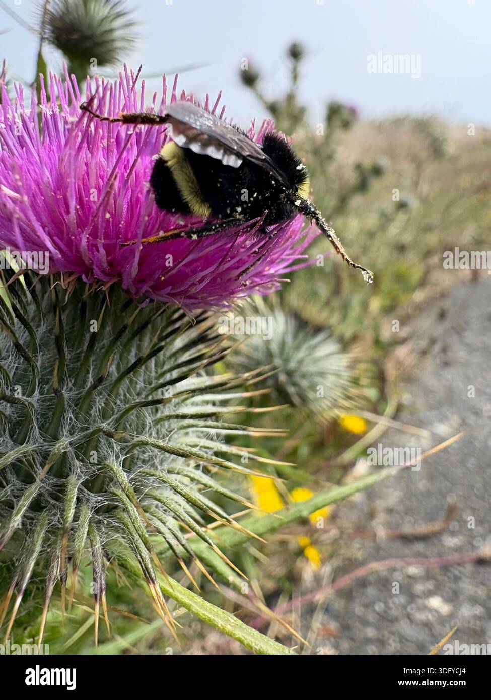 Camminate attraverso le montagne con campi di fiori selvatici tra le nuvole - Immagine stock catturata con smartphone