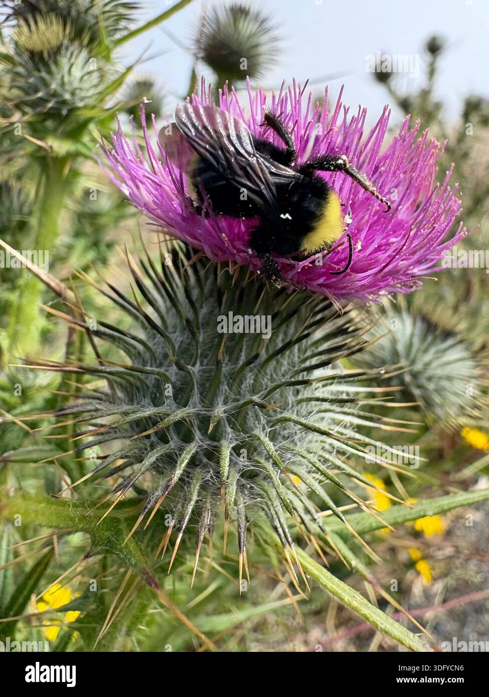 Camminate attraverso le montagne con campi di fiori selvatici tra le nuvole - Immagine stock catturata con smartphone