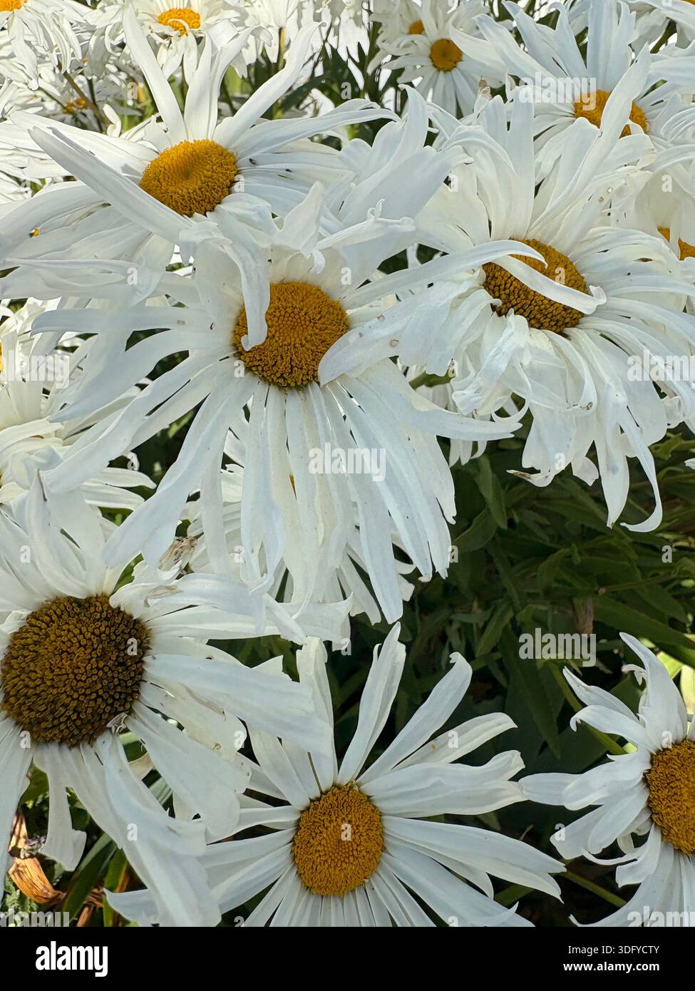 Natura fiori - Immagine stock catturata con smartphone