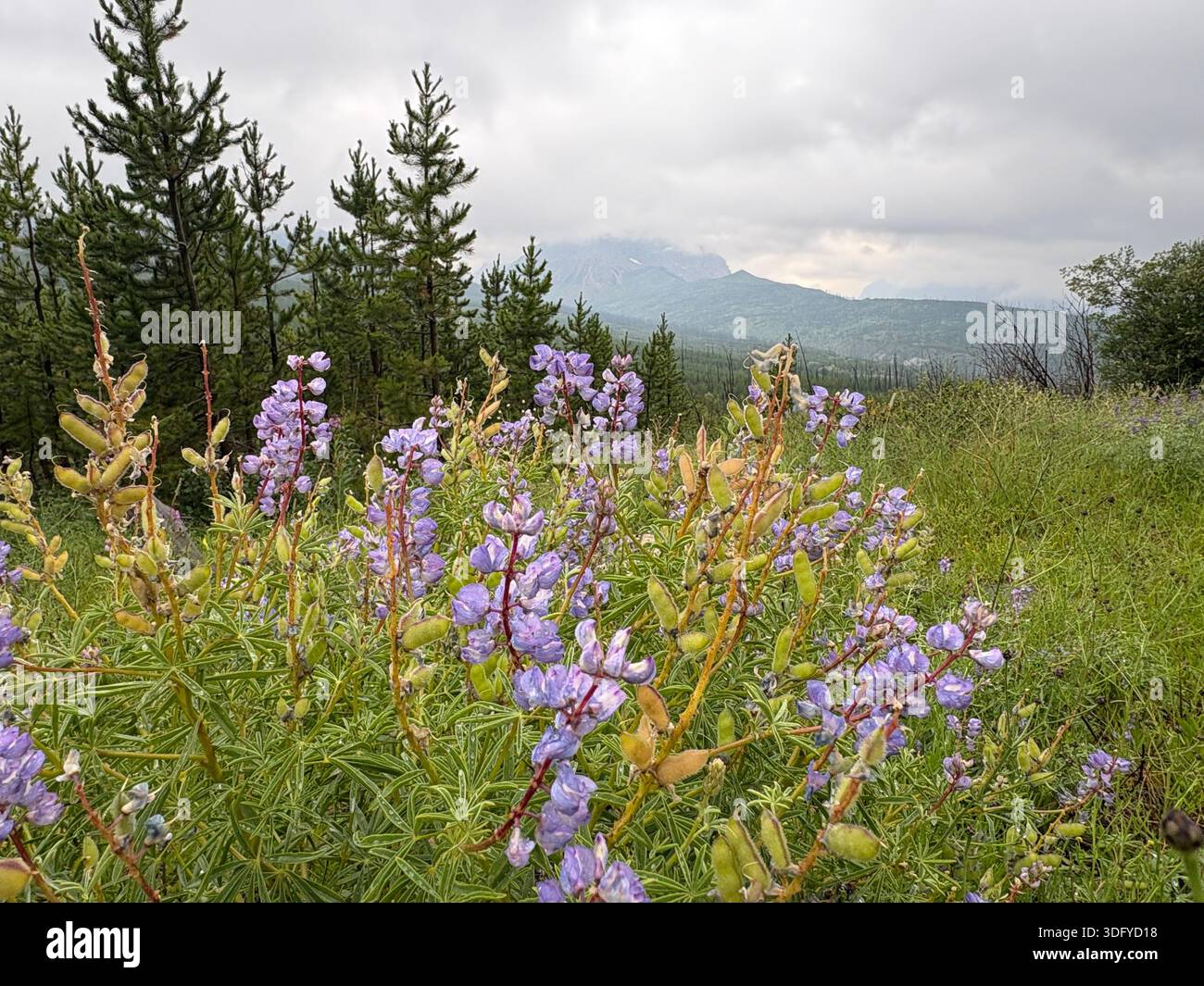 Camminate attraverso le montagne con campi di fiori selvatici tra le nuvole - Immagine stock catturata con smartphone