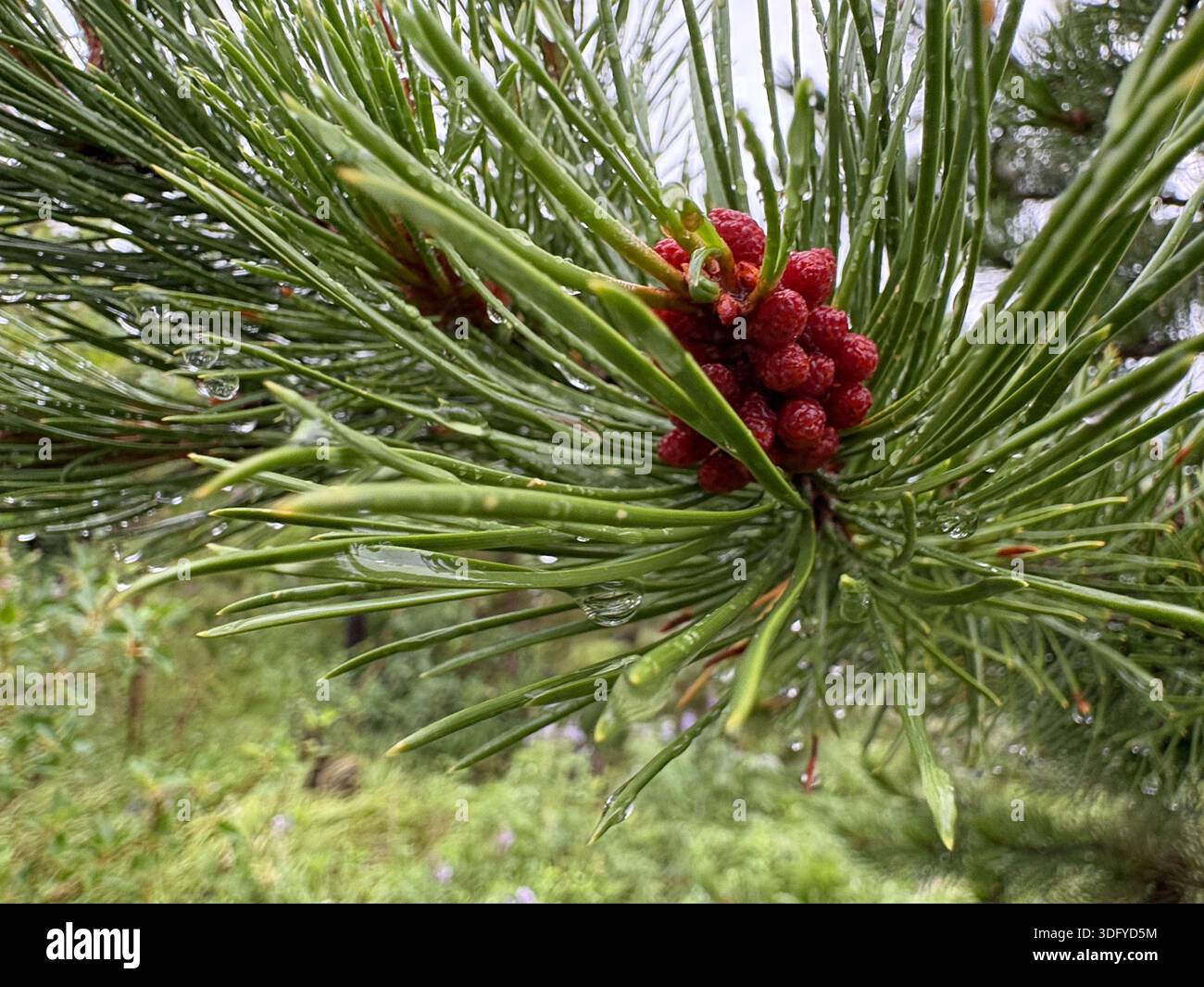 Camminate attraverso le montagne con campi di fiori selvatici tra le nuvole - Immagine stock catturata con smartphone