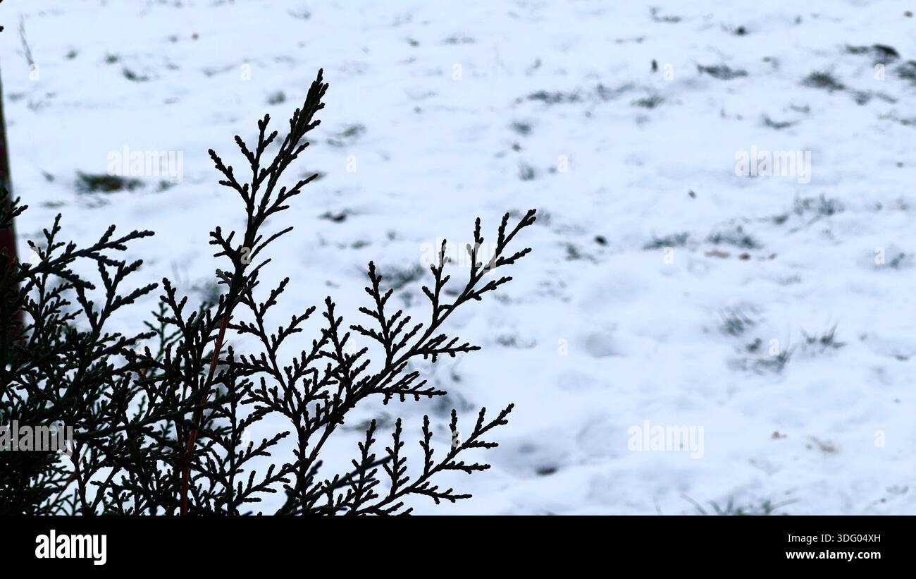 Paesaggio invernale con rami Evergreen nella neve Foto Stock