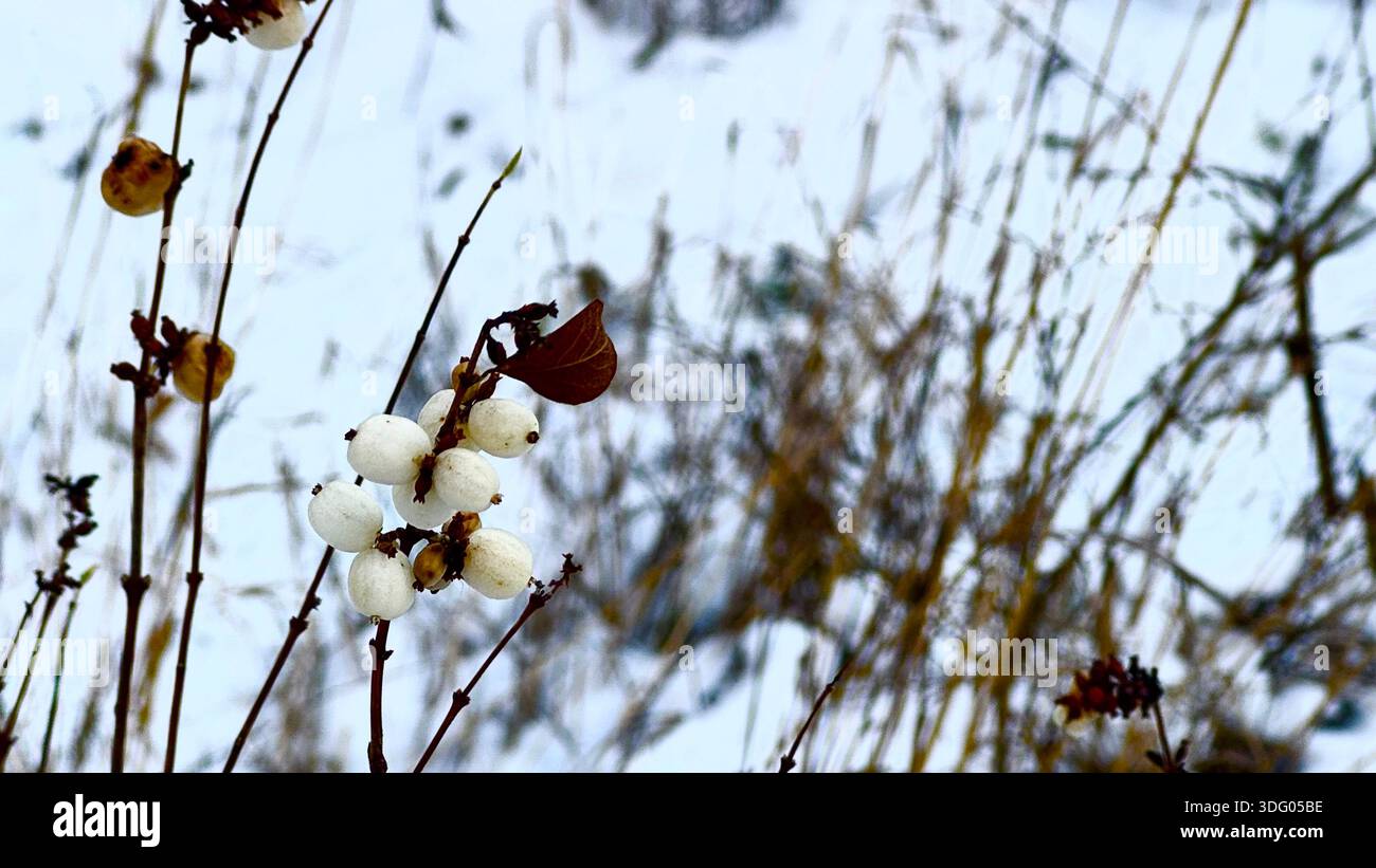 Delicate Cotton Plant nel paesaggio invernale Foto Stock
