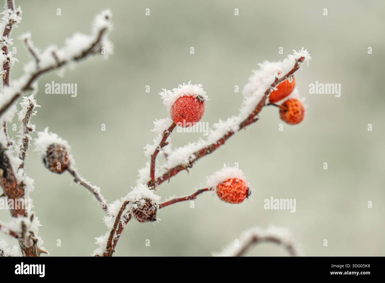 rosa fianchi nella neve d'inverno Foto Stock