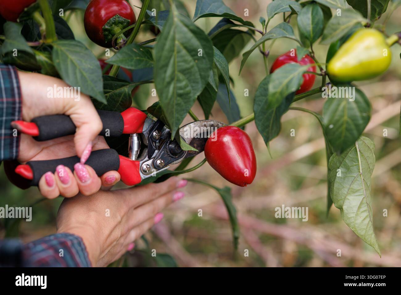 Un uomo raccoglie i peperoni usando cesoie per potare per tagliarli. Sullo sfondo sono visibili più piante di pepe. Foto Stock