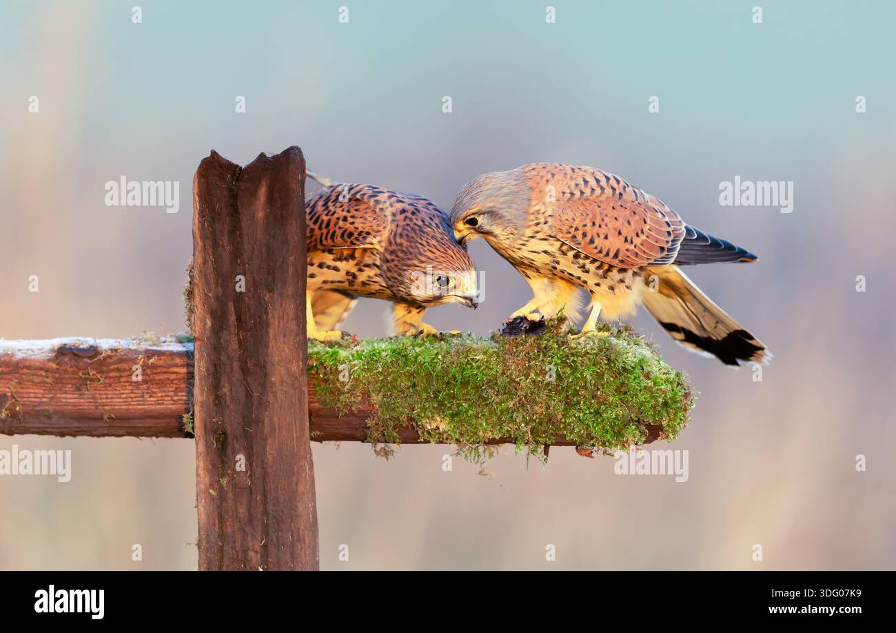 Gestoli d'inverno. Nome scientifico: Falco tinnunculus. Un paio di gestoli che si nutrono di un palo recintato coperto di muschio. Maschio Kestrel sulla destra. Foto Stock