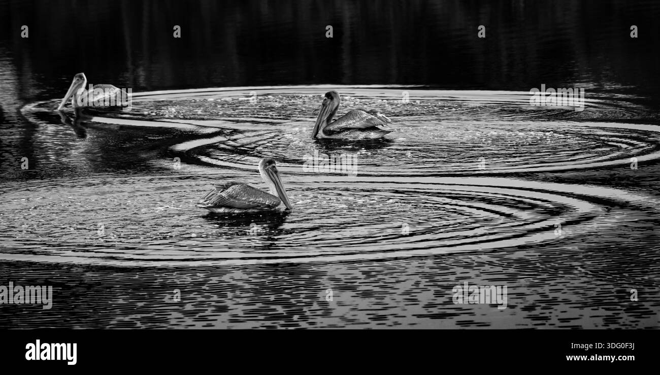 Ripples Foto Stock