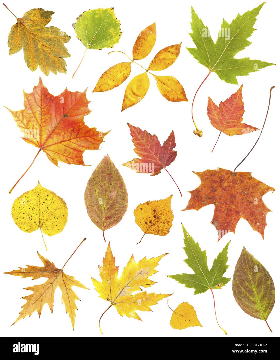 Alberi E Foglie Colorati Della Foresta Di Autunno, Alberi Di Autunno Alberi Di Autunno Della Priorita Bassa Modello Di Struttura Di Autunno 559531 20623