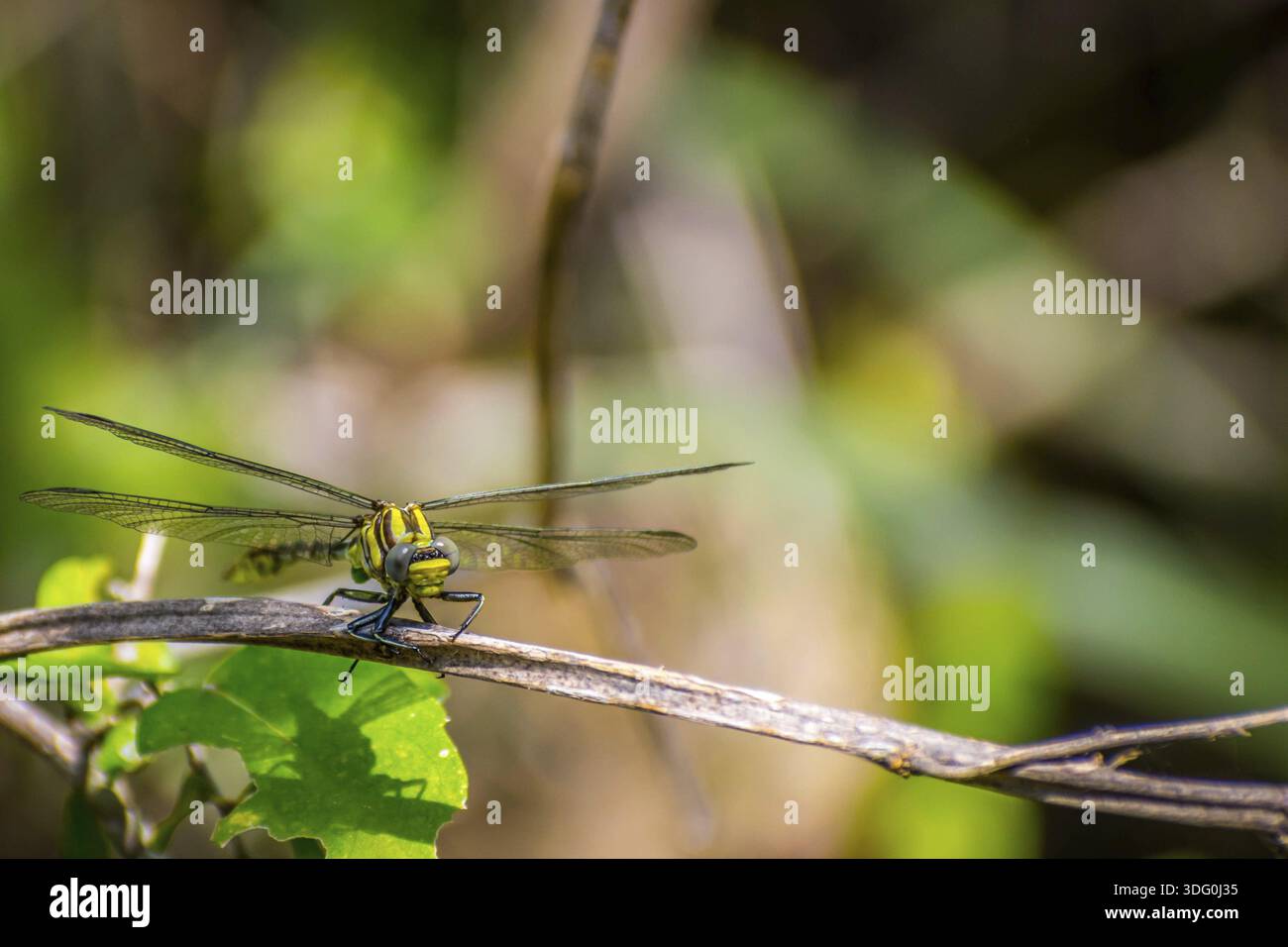 Un ritratto di una libellula comune sulla parte superiore di un ramo in Welasco Foto Stock