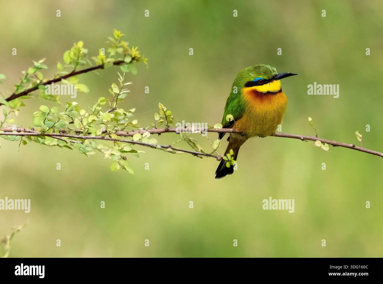 Piccolo mangiatore di api dell'Africa orientale sub-sahariana arroccato su una diramazione nel Masai Mara Africa Foto Stock