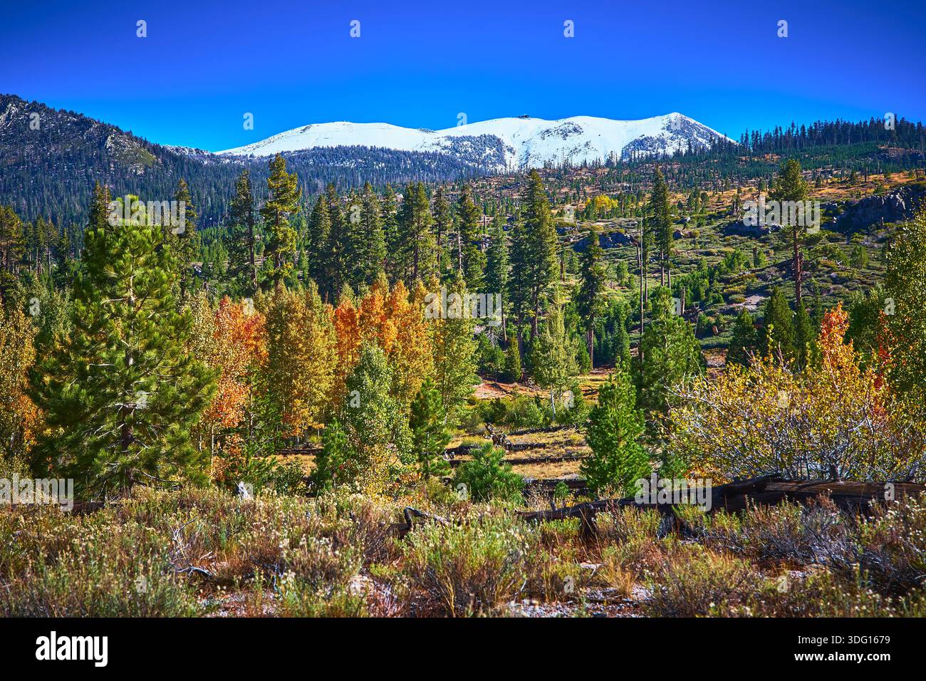 Foresta di montagna innevata e fogliame autunnale nel paesaggio panoramico della California Foto Stock