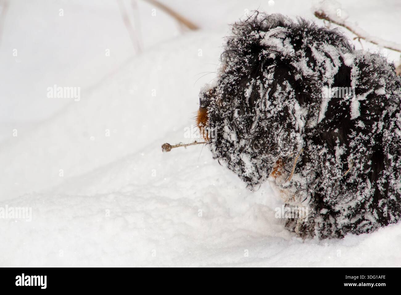 Re maschio charles cavalier spaniel che gioca nella neve Foto Stock