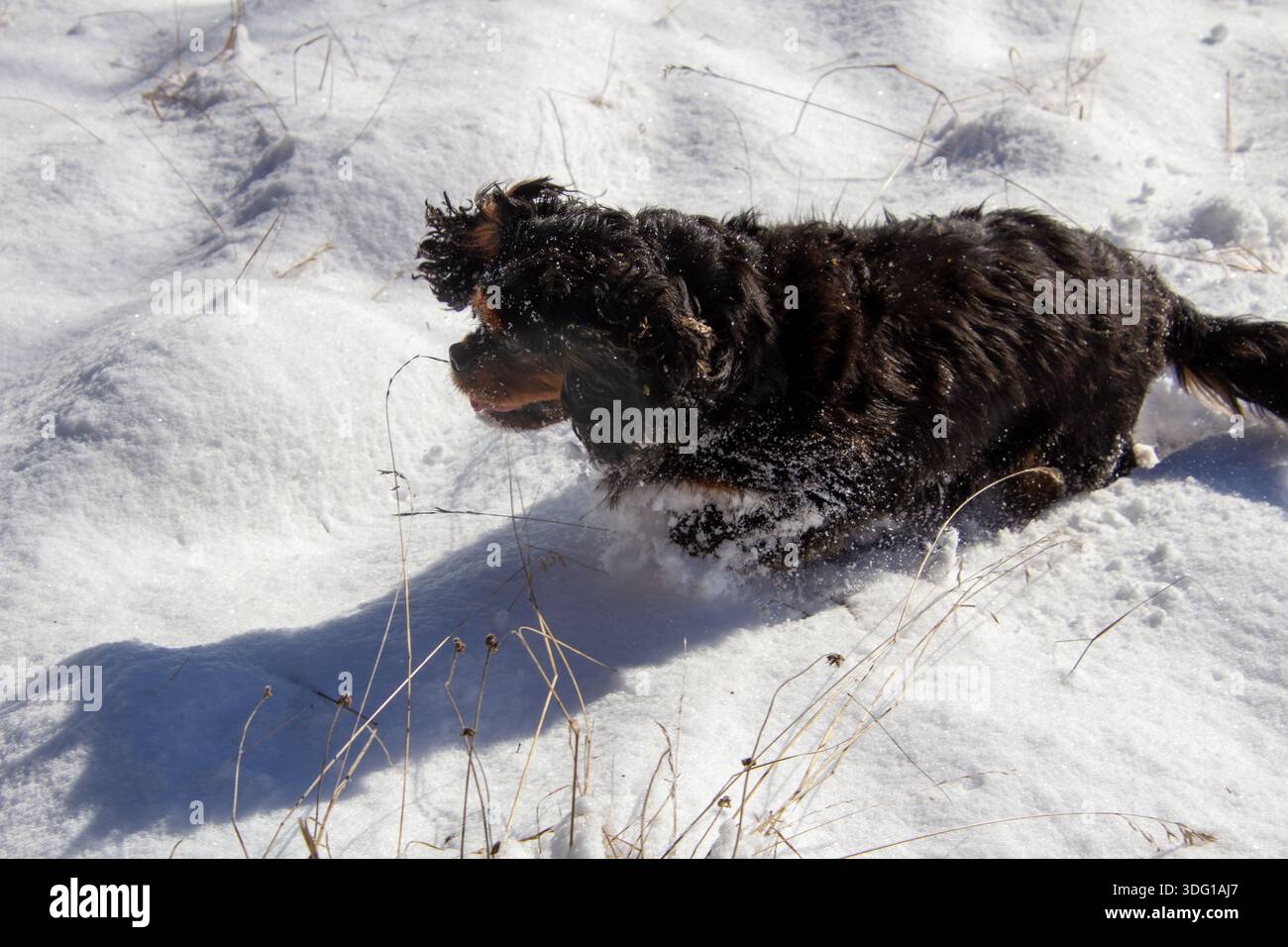 Cavalier King charlies spaniel scalare la montagna nella neve. Foto Stock