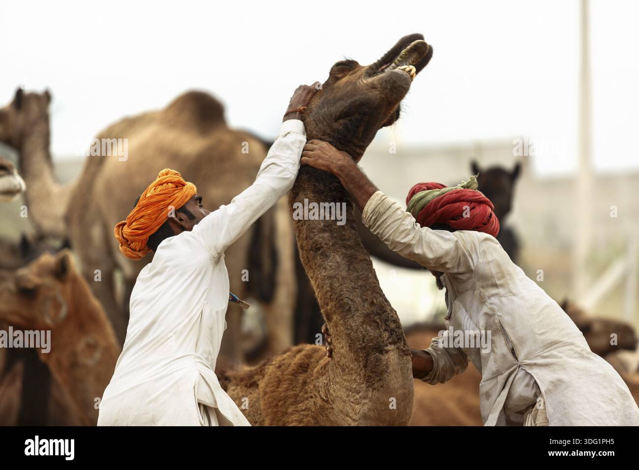 Pushkar, India - 30 ottobre 2017: Uno dei più grandi mercati di bestiame si stabilisce a Puskar ogni anno. È anche conosciuta come Pushkar Camel Fair o Pushka Foto Stock