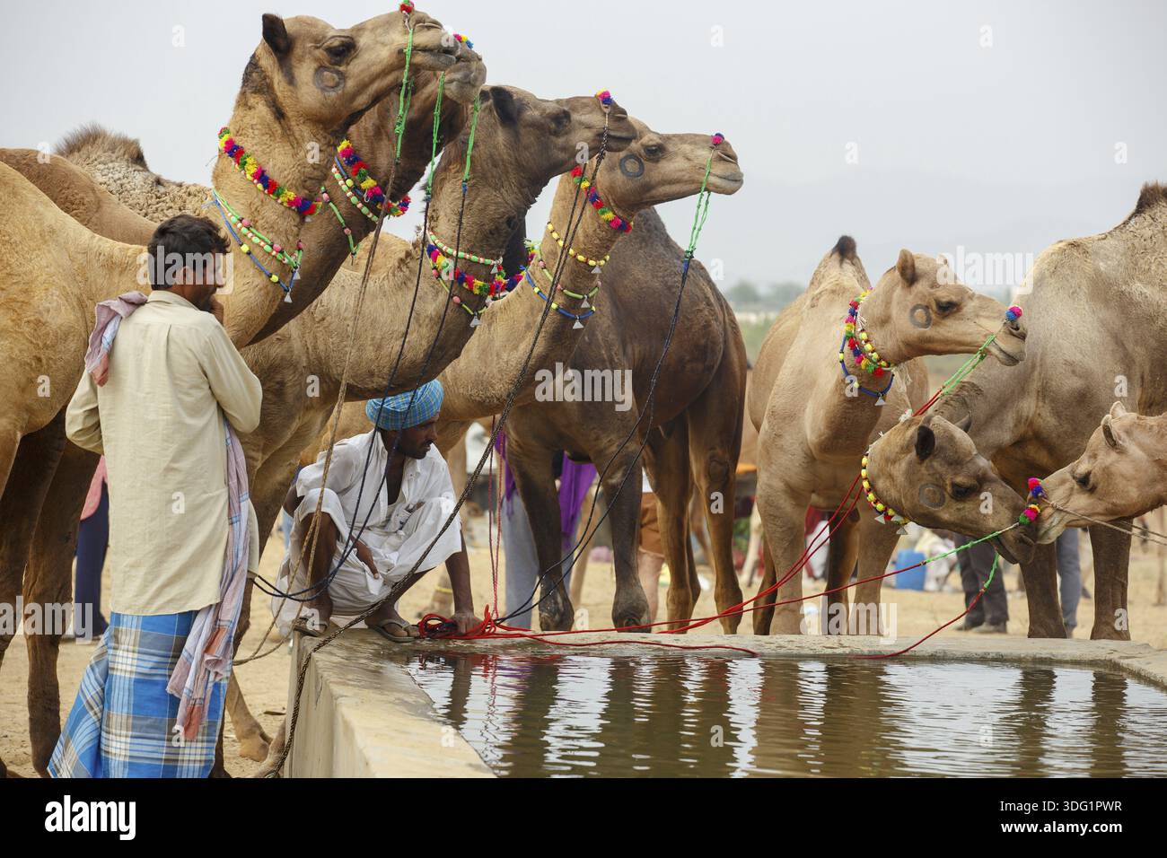 Pushkar, India - 30 ottobre 2017: Uno dei più grandi mercati di bestiame si stabilisce a Puskar ogni anno. È anche conosciuta come Pushkar Camel Fair o Pushka Foto Stock